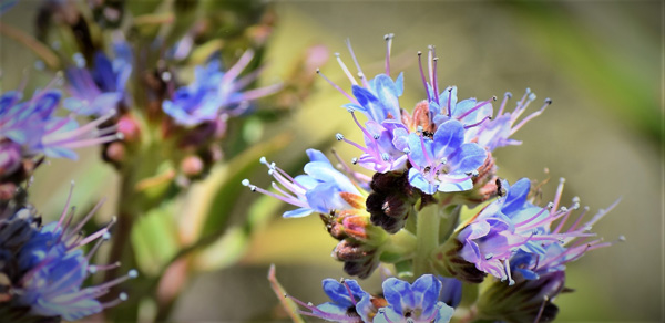 Blue Flowers